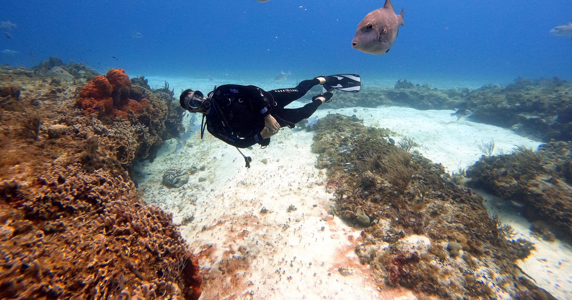 Scuba diver gliding over a sunlit reef in clear blue water