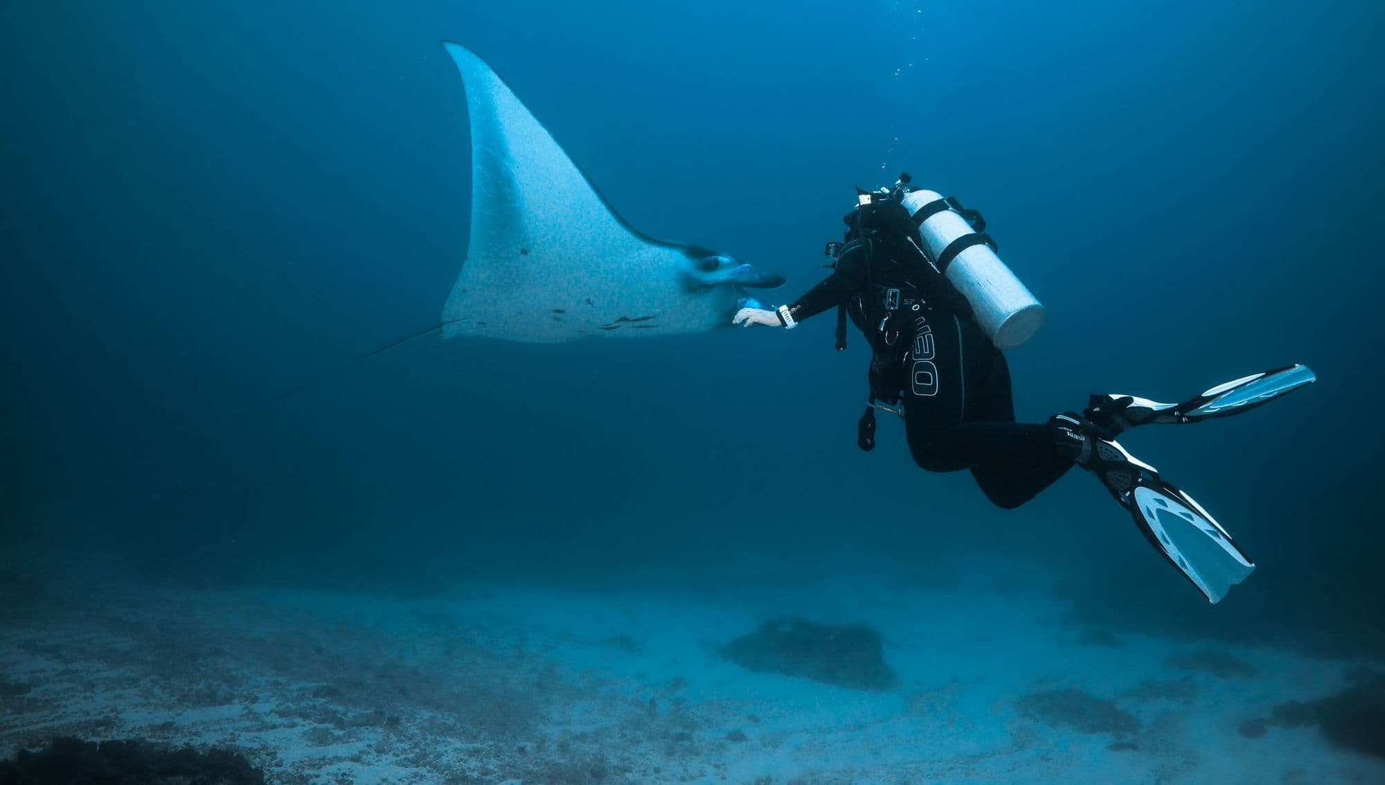 Scuba diver swimming alongside a manta ray