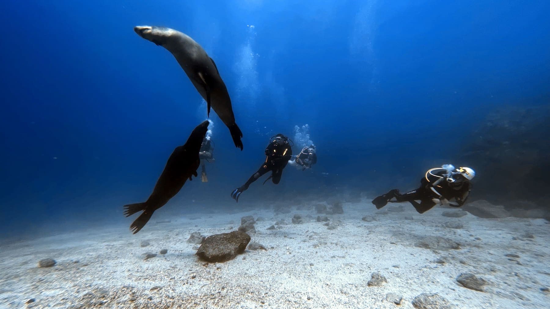 Two sea lions swimming above a sandy seabed alongside a group of four scuba divers