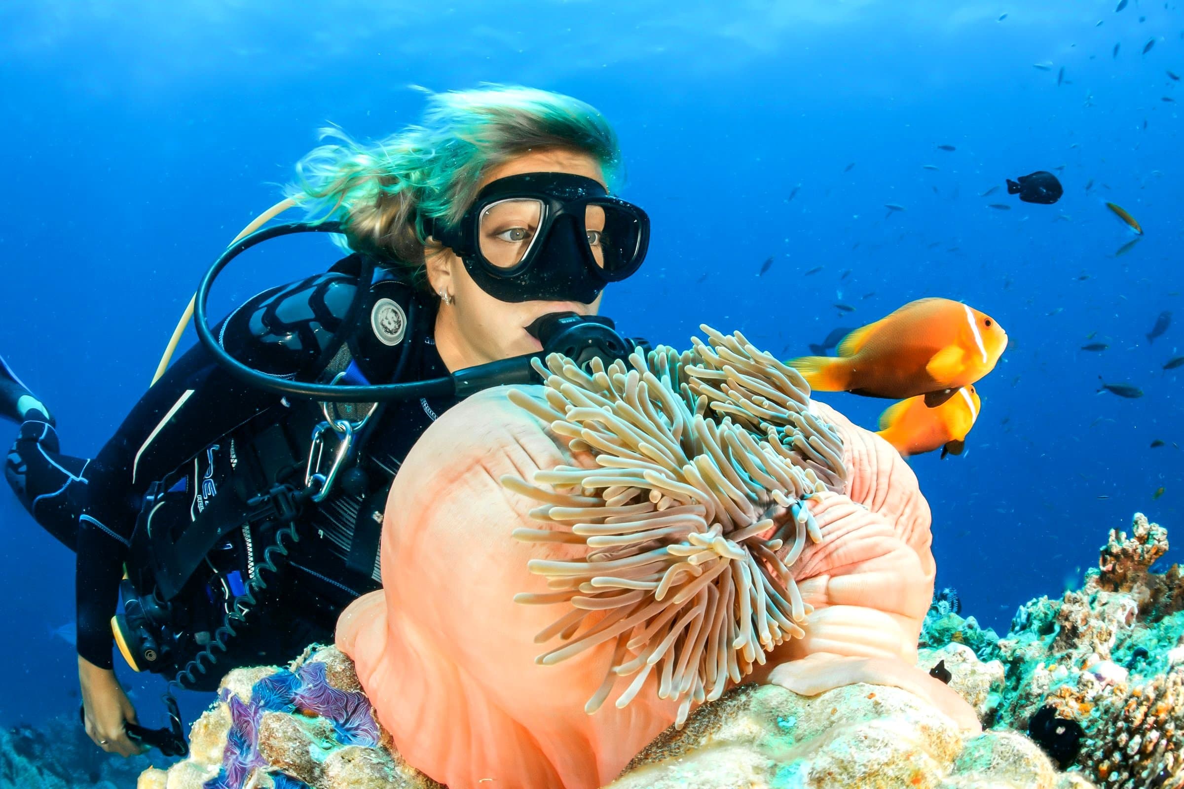 Scuba diver observing an anemone with clownfish on a coral reef